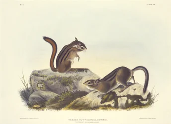 Ardilla de tierra de Townsend
