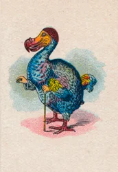 El Dodo, 1930