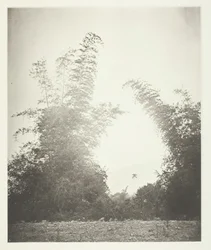 Bambúes en Baksa, Formosa, c. 1868
