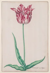 Estudio de un tulipán (jaspe jaspeado)