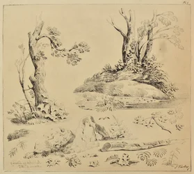 Hoja de estudios de troncos de árboles y follaje