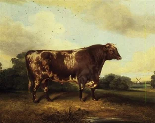 Toro Marrón y Blanco en el Paisaje