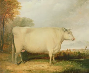 Retrato de una vaca premiada