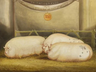 Tres Leicesters mejorados en un corral en el Smithfield Club Christmas Show de 1858