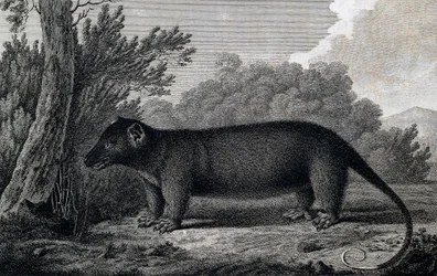 Zarigüeya, grabado según dibujo de John Webber (1750-1793) realizado durante el Tercer viaje de James Cook