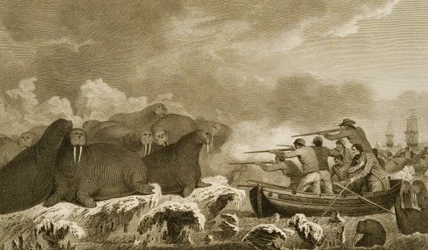 Caballos de mar, figuras de J. Heath, grabado por E. Scott, lámina 52 de 