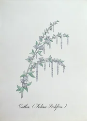 Catkin (Felina Prolifica.), ilustración de 