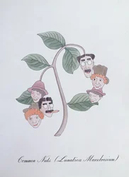 Nueces comunes. (Lunatica Marxbrosium), ilustración de 