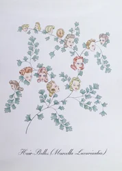 Hair-Belles (Marcella Luxuriantia), ilustración de "The Bogus Book of Botany" de John Weir