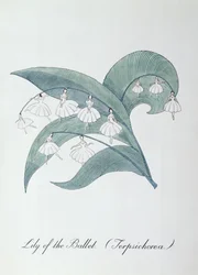 Lirio del Ballet (Terpsichorea.), ilustración de 
