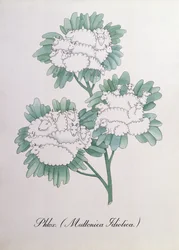 Phlox (Muttonica Idiotica), ilustración de 