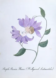 Flor de la pasión morada (Hollywood Sentimentalis), ilustración de "The Bogus Book of Botany" de John Weir