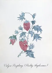 Frambuesa vulgar (Rudity Simplissimus), ilustración de "The Bogus Book of Botany" de John Weir