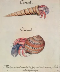 Cangrejo ermitaño