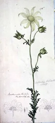 Flor de franela, actinotus helianthe labill