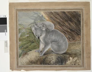 Koala y cría, 1803, J.W. Lewin