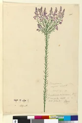 Página 105. Comesperma ericinum
