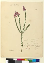 Página 106. Comesperma ericinum