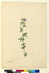 Página 110. Medicago sativa