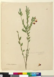 Página 113. Bossiaea heterophylla