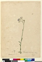 Página 118. Vernonia cinerea