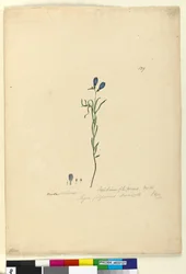 Página 129. Ionidium filiforme, c.1803-06