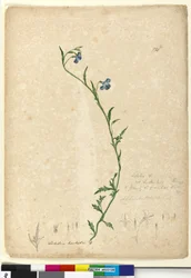 Página 130. Lobelia hostataLobelia gracilis