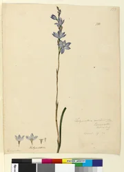 Página 133. Thelymitra ixioides