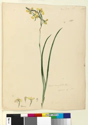 Página 135. Diuris maculata