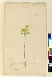 Página 136. Diuris aurea