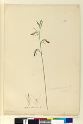 Página 137. Cryptostylis longifolia