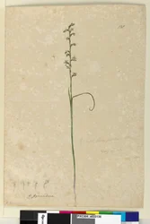 Página 138. Prasophyllum patens