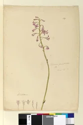 Página 139. Dipodium punctatum