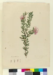 Página 13. Grevillea punicea