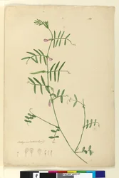Página 150. Lathyrus