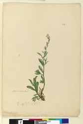 Página 154. Silene naturalizada