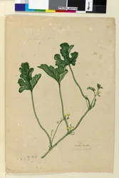 Página 155. Sandía