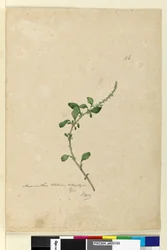Página 156. Amaranthus Blitum