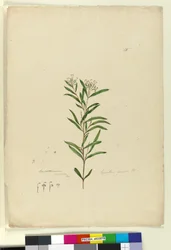 Página 15. Grevillea sericea