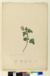 Página 161. Malva capensis