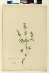 Página 162. Stachys arvensis