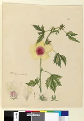 Página 163. Hibiscus