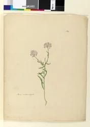 Página 164. Iberis naturalizada