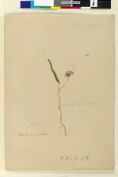 Página 166. Kennedia monophylla Hardenbergia violacea
