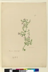 Página 167. Fumaria naturalizada