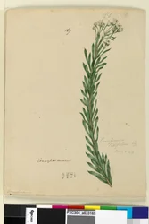 Página 169. Conospermum taxifolium