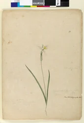 Página 170. Diplarrhena moraea, c.1803-06