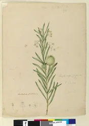 Página 173. Asclepias fruticosa, c.1803-06