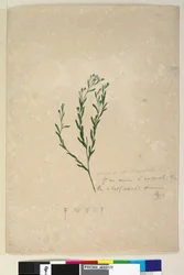 Página 182. Linum sp aliado a augustifolium