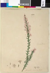 Página 190. Sprengelia incarnata